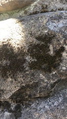 Bryophyta