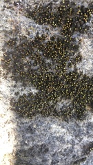 Bryophyta