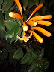 Forficula smyrnensis