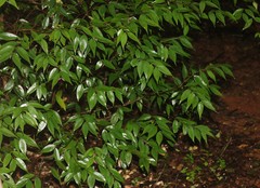 Syzygium zeylanicum