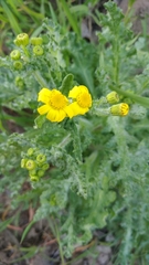 Senecio vernalis