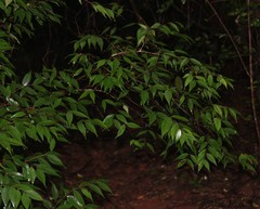 Syzygium zeylanicum