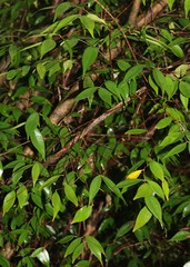 Syzygium zeylanicum