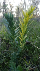 Linaria genistifolia