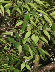 Syzygium zeylanicum