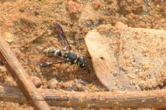Antepipona