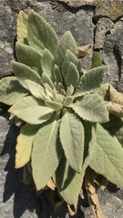 Verbascum thapsus