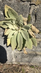 Verbascum thapsus
