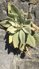 Verbascum thapsus