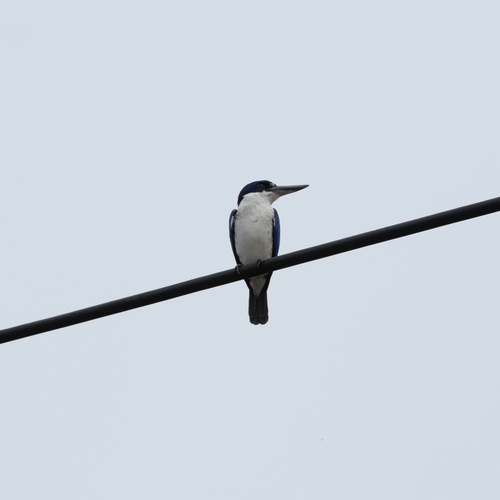 Todiramphus chloris