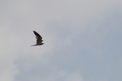 White-tailed Kite