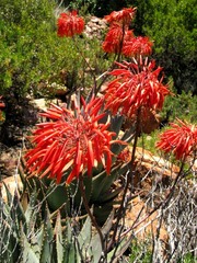 Aloe comptonii