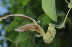 Aristolochia esperanzae