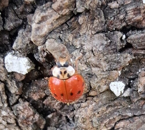 Asian Lady Beetle