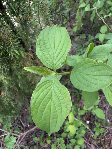 common dogwood