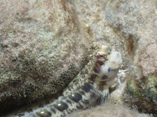 Blenniella periophthalmus observed 2026-05-15