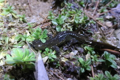Hynobius leechii