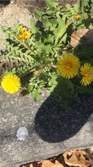 Taraxacum officinale