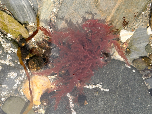 Bonnemaisonia hamifera observed 2026-05-11
