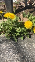 Taraxacum officinale