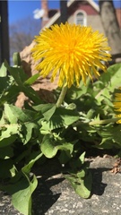 Taraxacum officinale
