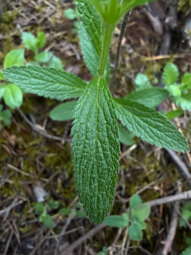 Perennial Yellow-woundwort