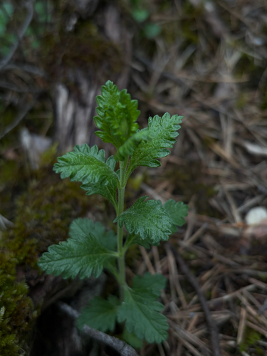 Wall germander