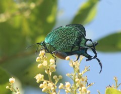 Arcas imperialis