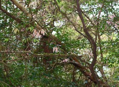 Syzygium zeylanicum