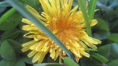Taraxacum officinale