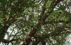 Syzygium zeylanicum