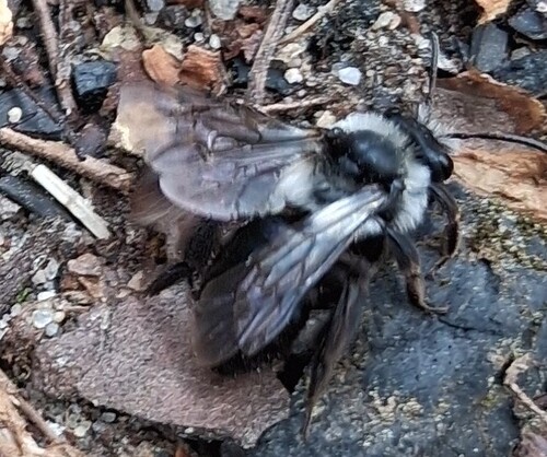 Ashy Mining Bee