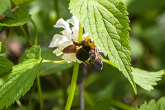Xylocopa appendiculata appendiculata