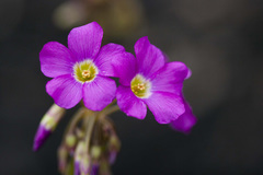 Ionoxalis