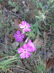 Phlox glabriflora