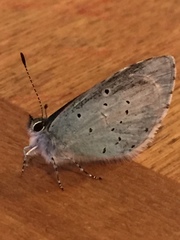 Celastrina argiolus
