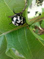 Leptinotarsa lacerata