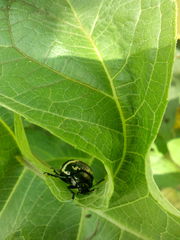 Leptinotarsa lacerata