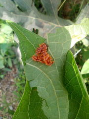 Leptinotarsa lacerata