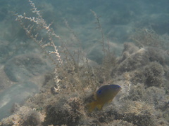 Stegastes variabilis