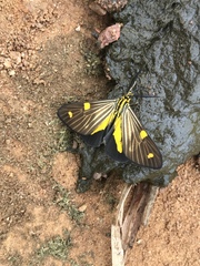 Phaeochlaena lampra