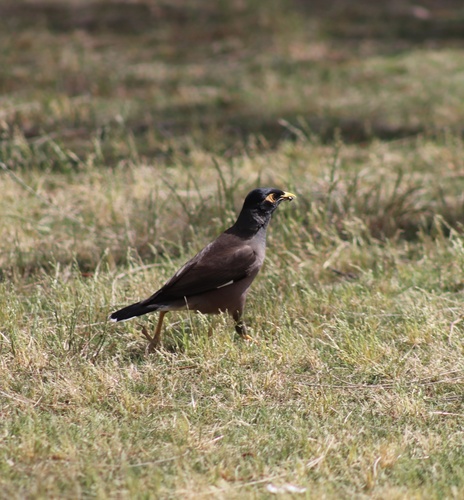 Common Myna