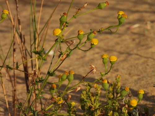 Senecio gallicus, photograph 3