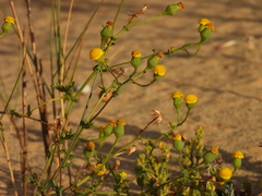 (c) Duarte Frade, some rights reserved (CC BY) Senecio gallicus, photograph (c) Duarte Frade, some rights reserved (CC BY)
