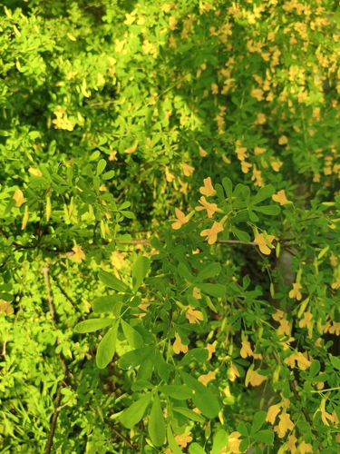 Наблюдение на iNaturalist