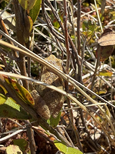 Spring Peeper