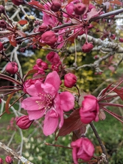 Malus purpurea