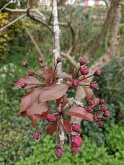 Malus purpurea