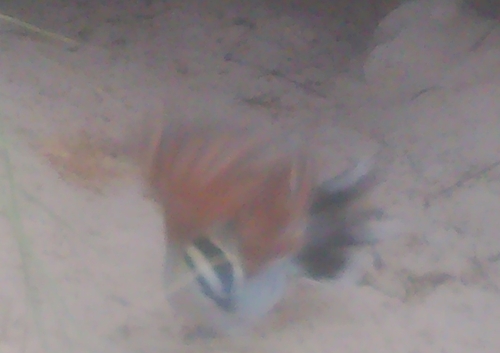 Black-crowned Tchagra