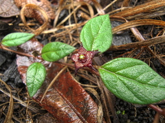 Brachystelma pulchellum